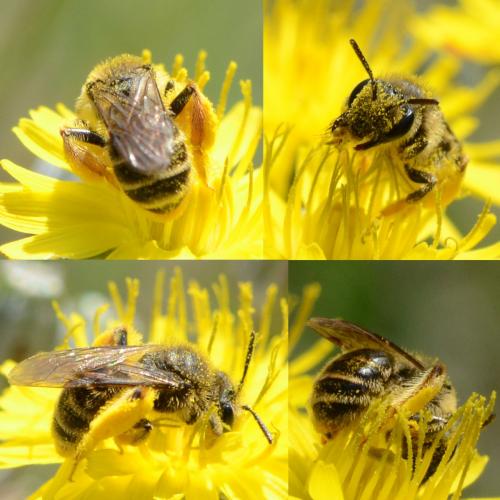 Andrena sp.